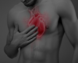 Sistema_cardio-vascular.png